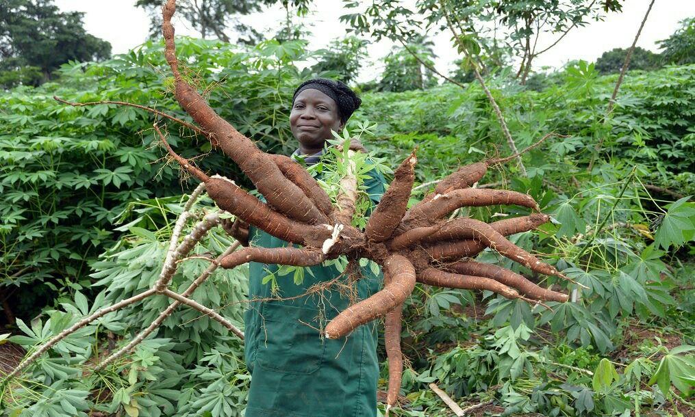 How Much Can You Really Earn from a 5-Acre Cassava Farm? A Real Investor Breakdown