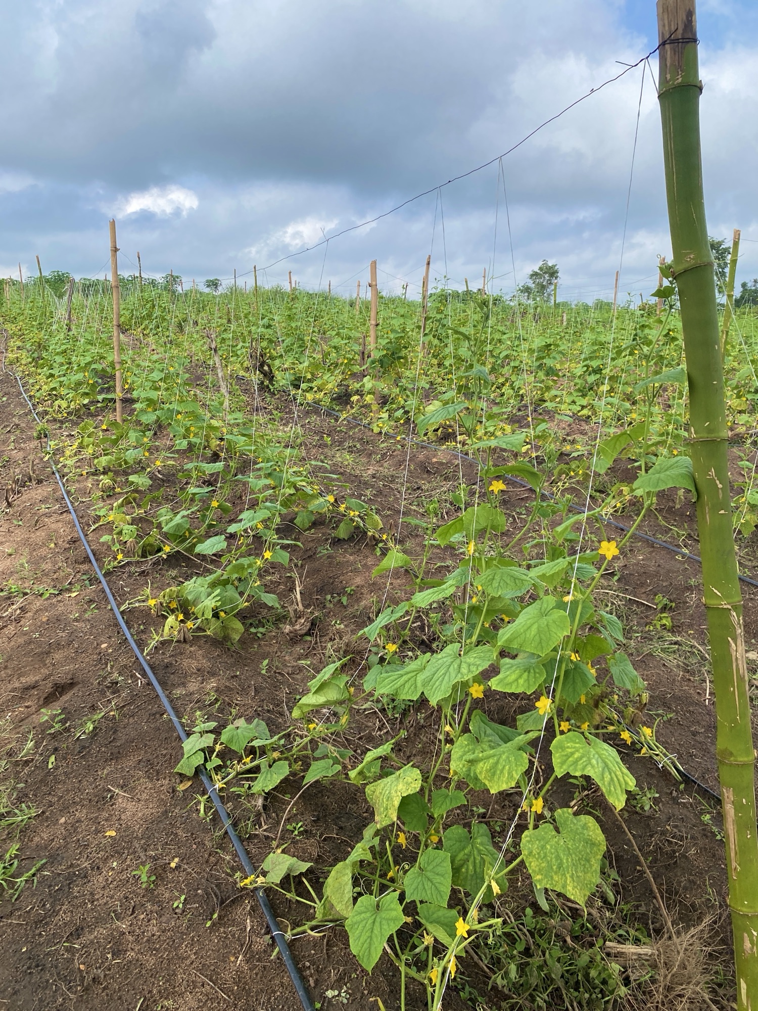 Inside One of Our Client’s Farm Projects: A Close Look at the Cucumber Section
