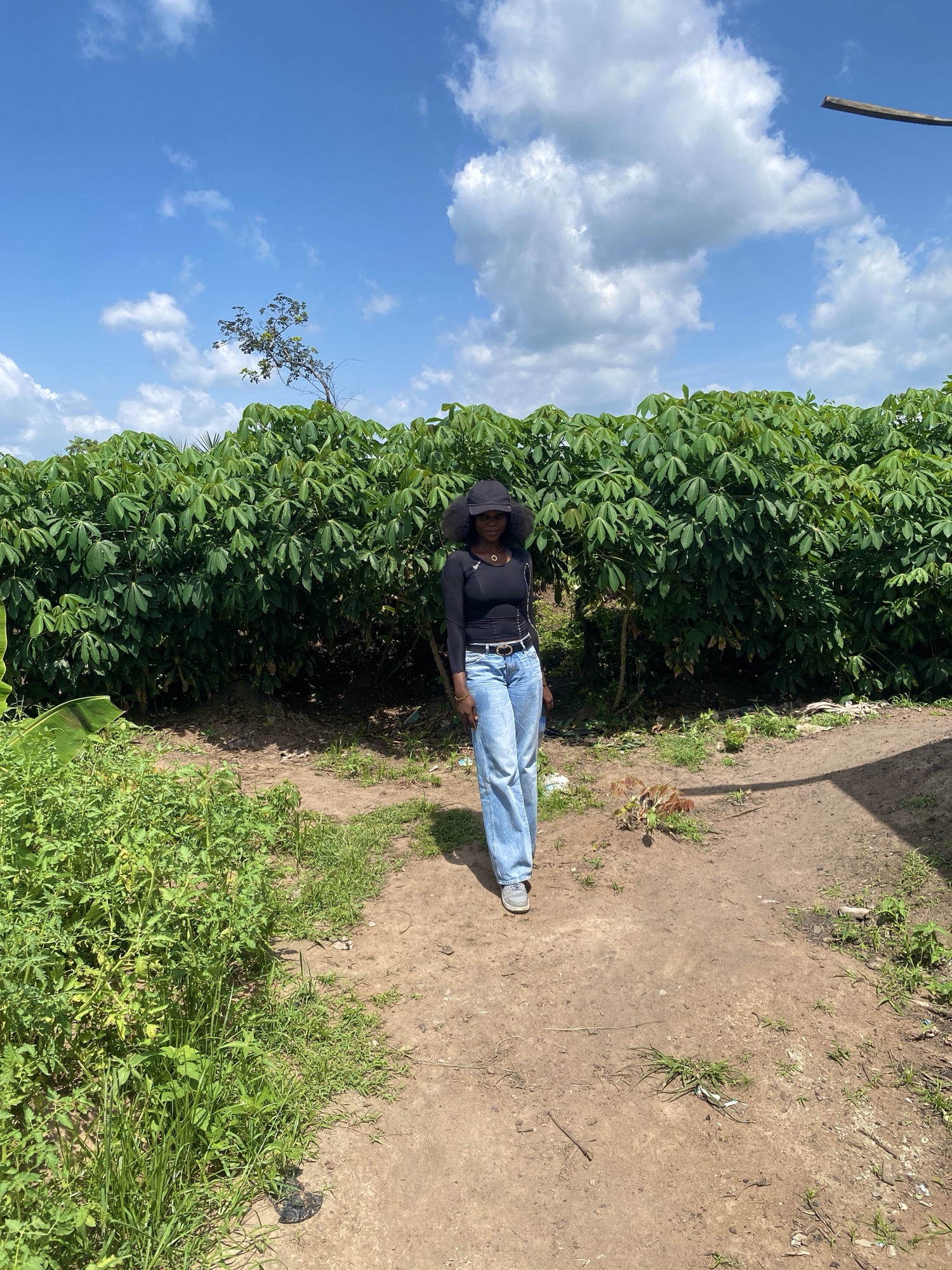 How Much Can You Make From 1 Acre of Cassava in Nigeria? (A Realistic Breakdown)