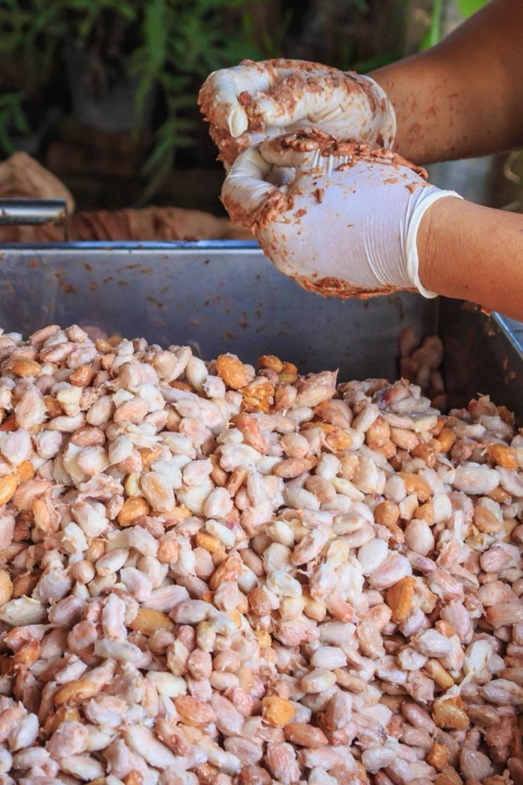 How Much Can You Make From 1 Acre of Palm, Cashew, or Cocoa in Nigeria?