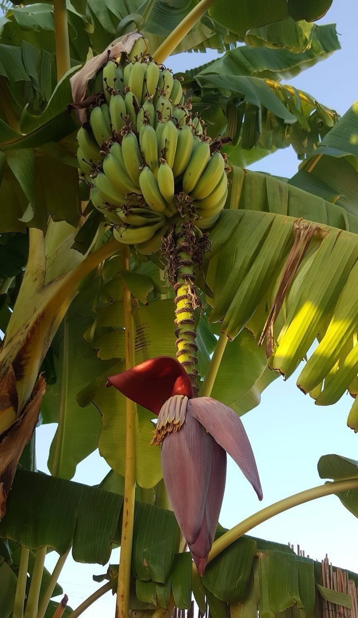 How Much Can You Make From 1 Acre of Plantain in Nigeria? (What the Numbers Really Say)